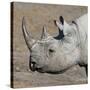 Etosha National Park, Namibia, Africa. Black Rhinoceros profile.-Karen Ann Sullivan-Stretched Canvas