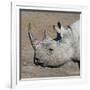 Etosha National Park, Namibia, Africa. Black Rhinoceros profile.-Karen Ann Sullivan-Framed Photographic Print