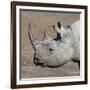 Etosha National Park, Namibia, Africa. Black Rhinoceros profile.-Karen Ann Sullivan-Framed Photographic Print