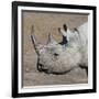 Etosha National Park, Namibia, Africa. Black Rhinoceros profile.-Karen Ann Sullivan-Framed Photographic Print