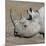 Etosha National Park, Namibia, Africa. Black Rhinoceros profile.-Karen Ann Sullivan-Mounted Photographic Print