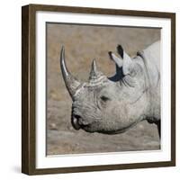 Etosha National Park, Namibia, Africa. Black Rhinoceros profile.-Karen Ann Sullivan-Framed Photographic Print