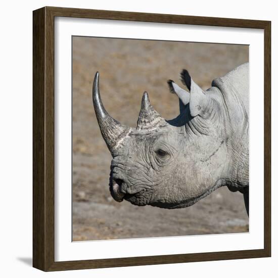 Etosha National Park, Namibia, Africa. Black Rhinoceros profile.-Karen Ann Sullivan-Framed Photographic Print