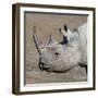 Etosha National Park, Namibia, Africa. Black Rhinoceros profile.-Karen Ann Sullivan-Framed Photographic Print