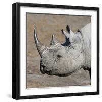 Etosha National Park, Namibia, Africa. Black Rhinoceros profile.-Karen Ann Sullivan-Framed Photographic Print