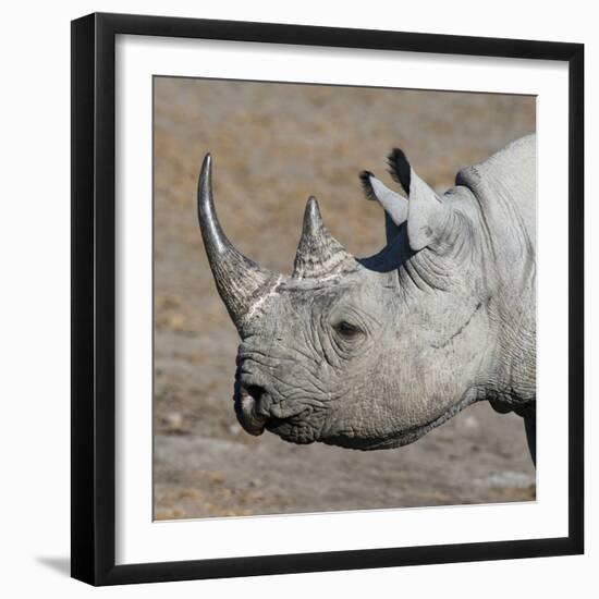 Etosha National Park, Namibia, Africa. Black Rhinoceros profile.-Karen Ann Sullivan-Framed Photographic Print