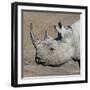 Etosha National Park, Namibia, Africa. Black Rhinoceros profile.-Karen Ann Sullivan-Framed Photographic Print