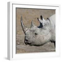 Etosha National Park, Namibia, Africa. Black Rhinoceros profile.-Karen Ann Sullivan-Framed Photographic Print