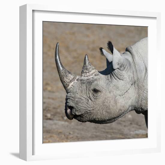 Etosha National Park, Namibia, Africa. Black Rhinoceros profile.-Karen Ann Sullivan-Framed Photographic Print