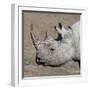 Etosha National Park, Namibia, Africa. Black Rhinoceros profile.-Karen Ann Sullivan-Framed Photographic Print