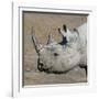 Etosha National Park, Namibia, Africa. Black Rhinoceros profile.-Karen Ann Sullivan-Framed Photographic Print