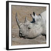 Etosha National Park, Namibia, Africa. Black Rhinoceros profile.-Karen Ann Sullivan-Framed Photographic Print