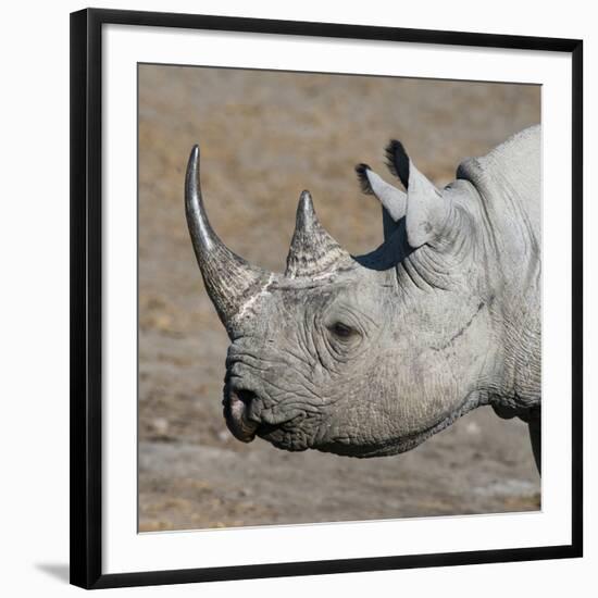 Etosha National Park, Namibia, Africa. Black Rhinoceros profile.-Karen Ann Sullivan-Framed Photographic Print