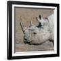 Etosha National Park, Namibia, Africa. Black Rhinoceros profile.-Karen Ann Sullivan-Framed Photographic Print