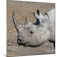 Etosha National Park, Namibia, Africa. Black Rhinoceros profile.-Karen Ann Sullivan-Mounted Photographic Print