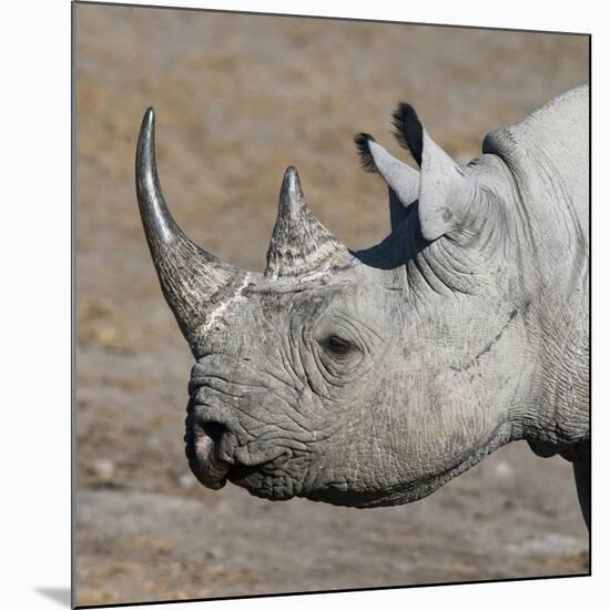 Etosha National Park, Namibia, Africa. Black Rhinoceros profile.-Karen Ann Sullivan-Mounted Photographic Print