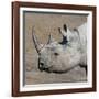 Etosha National Park, Namibia, Africa. Black Rhinoceros profile.-Karen Ann Sullivan-Framed Photographic Print