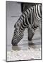 Etosha National Park, Namibia. Africa. Plains Zebra-Janet Muir-Mounted Photographic Print