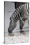 Etosha National Park, Namibia. Africa. Plains Zebra-Janet Muir-Stretched Canvas