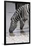 Etosha National Park, Namibia. Africa. Plains Zebra-Janet Muir-Framed Premium Photographic Print