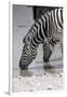 Etosha National Park, Namibia. Africa. Plains Zebra-Janet Muir-Framed Photographic Print