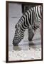 Etosha National Park, Namibia. Africa. Plains Zebra-Janet Muir-Framed Photographic Print