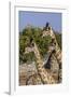 Etosha National Park, Namibia, Africa. Three Angolan Giraffe.-Karen Ann Sullivan-Framed Photographic Print