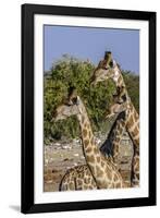 Etosha National Park, Namibia, Africa. Three Angolan Giraffe.-Karen Ann Sullivan-Framed Photographic Print