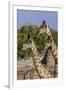 Etosha National Park, Namibia, Africa. Three Angolan Giraffe.-Karen Ann Sullivan-Framed Photographic Print