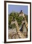 Etosha National Park, Namibia, Africa. Three Angolan Giraffe.-Karen Ann Sullivan-Framed Photographic Print