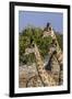 Etosha National Park, Namibia, Africa. Three Angolan Giraffe.-Karen Ann Sullivan-Framed Photographic Print