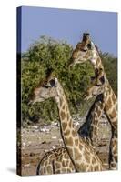 Etosha National Park, Namibia, Africa. Three Angolan Giraffe.-Karen Ann Sullivan-Stretched Canvas