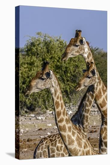 Etosha National Park, Namibia, Africa. Three Angolan Giraffe.-Karen Ann Sullivan-Stretched Canvas