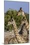 Etosha National Park, Namibia, Africa. Three Angolan Giraffe.-Karen Ann Sullivan-Mounted Premium Photographic Print