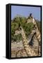 Etosha National Park, Namibia, Africa. Three Angolan Giraffe.-Karen Ann Sullivan-Framed Stretched Canvas