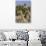 Etosha National Park, Namibia, Africa. Three Angolan Giraffe.-Karen Ann Sullivan-Photographic Print displayed on a wall