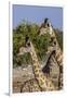 Etosha National Park, Namibia, Africa. Three Angolan Giraffe.-Karen Ann Sullivan-Framed Photographic Print