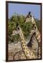 Etosha National Park, Namibia, Africa. Three Angolan Giraffe.-Karen Ann Sullivan-Framed Photographic Print