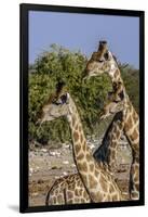 Etosha National Park, Namibia, Africa. Three Angolan Giraffe.-Karen Ann Sullivan-Framed Photographic Print