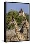 Etosha National Park, Namibia, Africa. Three Angolan Giraffe.-Karen Ann Sullivan-Framed Stretched Canvas