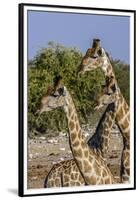 Etosha National Park, Namibia, Africa. Three Angolan Giraffe.-Karen Ann Sullivan-Framed Premium Photographic Print