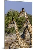 Etosha National Park, Namibia, Africa. Three Angolan Giraffe.-Karen Ann Sullivan-Mounted Premium Photographic Print