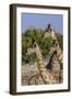 Etosha National Park, Namibia, Africa. Three Angolan Giraffe.-Karen Ann Sullivan-Framed Photographic Print