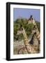 Etosha National Park, Namibia, Africa. Three Angolan Giraffe.-Karen Ann Sullivan-Framed Photographic Print