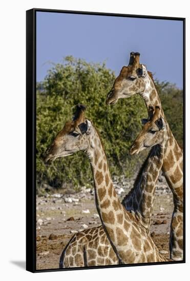 Etosha National Park, Namibia, Africa. Three Angolan Giraffe.-Karen Ann Sullivan-Framed Stretched Canvas