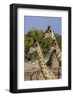 Etosha National Park, Namibia, Africa. Three Angolan Giraffe.-Karen Ann Sullivan-Framed Photographic Print