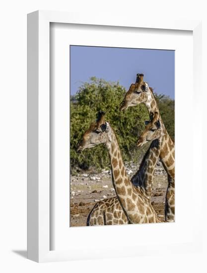 Etosha National Park, Namibia, Africa. Three Angolan Giraffe.-Karen Ann Sullivan-Framed Photographic Print