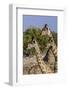 Etosha National Park, Namibia, Africa. Three Angolan Giraffe.-Karen Ann Sullivan-Framed Photographic Print