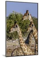 Etosha National Park, Namibia, Africa. Three Angolan Giraffe.-Karen Ann Sullivan-Mounted Photographic Print