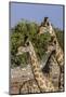 Etosha National Park, Namibia, Africa. Three Angolan Giraffe.-Karen Ann Sullivan-Mounted Photographic Print